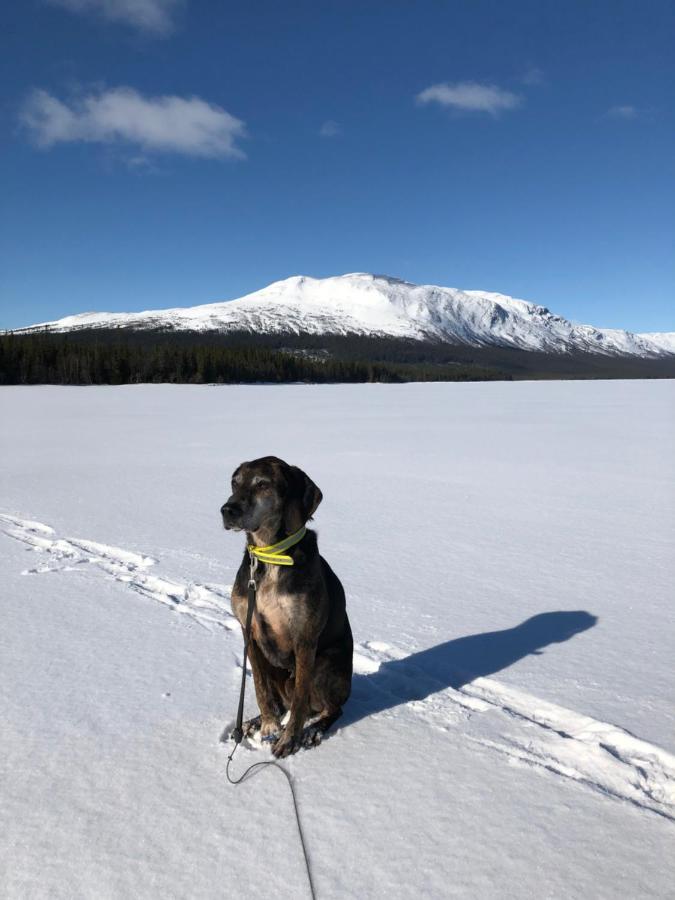 Valagardens Vaerdshus Och Camping Ab Vålådalen Exterior foto